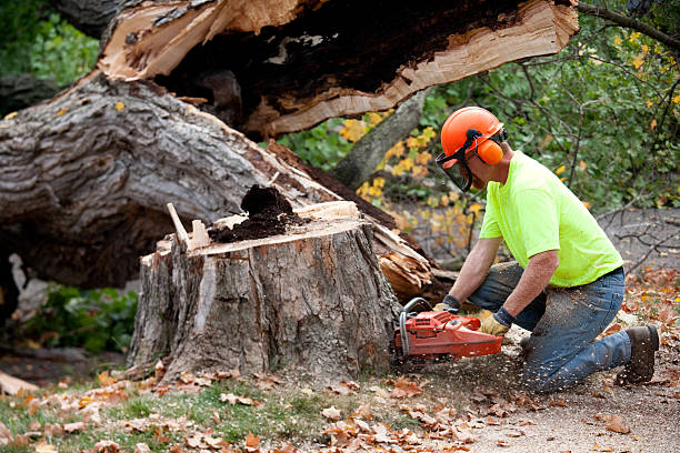 Emergency Storm Tree Removal in Tunnel Hill, GA